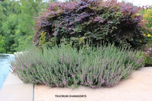 Teucrium chamaedrys 3